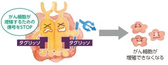 がん細胞が増殖するための信号をSTOP