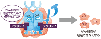 がん細胞が増殖するための信号をSTOP